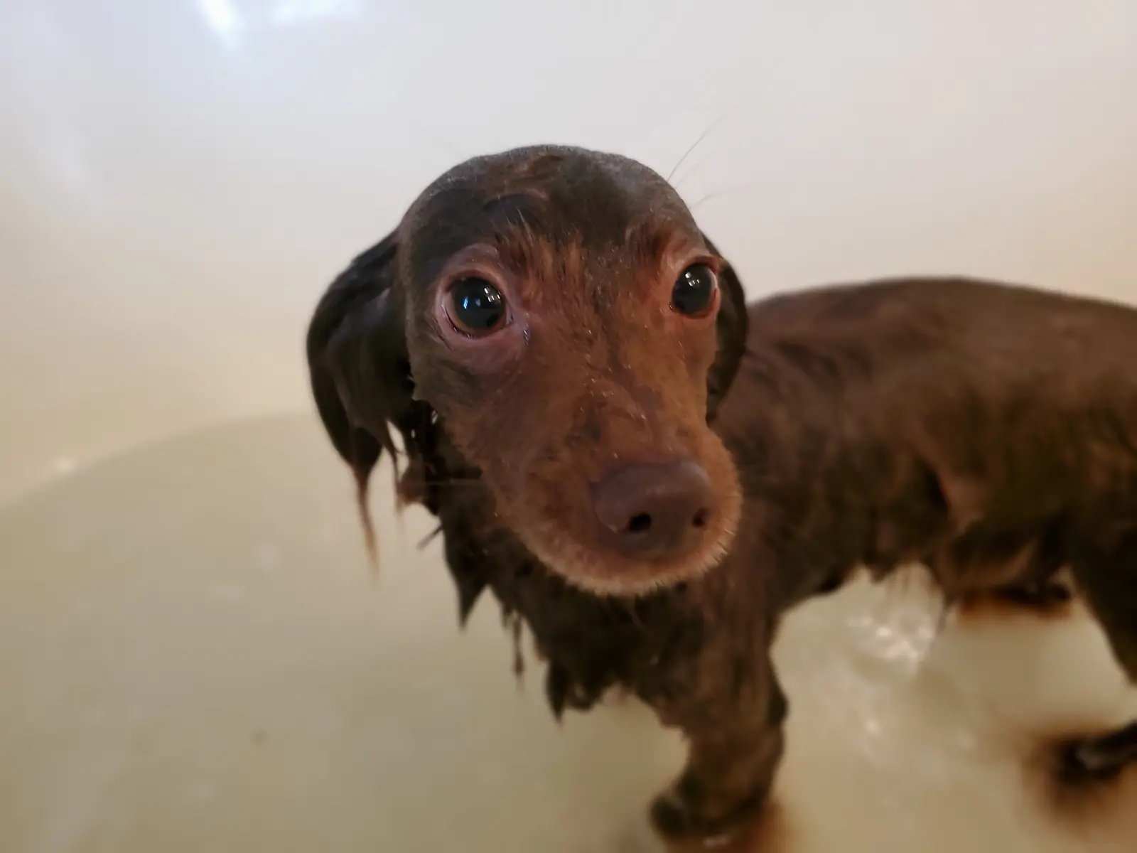 Un chien dans la baignoire d'un salon de toilettage